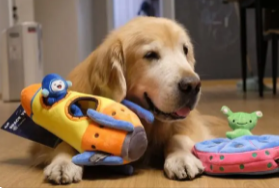 美国宠物用品需求遇冷，头部品牌促增策略调整