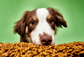 英国宠粮品牌Good Dog Food完成450万美元种子轮融资